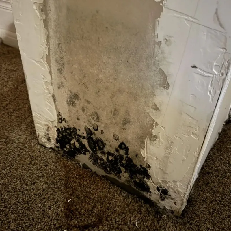Professional Mold Removal in Buncombe County, NC